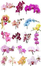 Orchids Flowers Phalaenopsis Orchid Flower Isolated On White Background Affiliate Phalaenopsis Or Orchids Painting Orchid Illustration Orchid Wallpaper