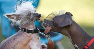 Ugly puppies ugly dogs cute puppies images puppy images world ugliest dog ugliest dog contest dog competitions hairless dog chinese crested dog. World S Ugliest Dogs Cbs News