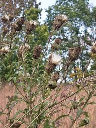 Image result for Cirsium