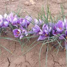 Plant Of Crocus Sativus L Download Scientific Diagram