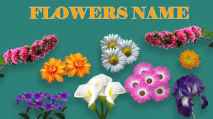 List of flower names a to z with pictures. Flower Name And Images List Of Flowers Types Of Flowers With Pictures Youtube