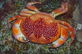 Image result for Crabbea velutina