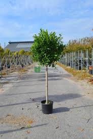 Cherry laurel tree, prunus laurocerasus, with black cherries. Cuban Laurel Indian Laurel Fig Green Island Fig Chinese Banyan Nitida Ficus Nitida Half Standart Ficus Microcarpa Nitida Moraceae Sms Marmara Group