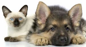 There are 3 in newark, nj. The Spay Neuter Center Of New Jersey Veterinarian In Holmdel Nj Us