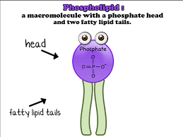 The cell cytoskeleton plays a role in caveolar organization and trafficking. Cells The Plasma Membrane Shmoop