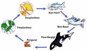 Bawah air, batu karang, zooplankton, screenshot. Rantai Makanan Di Laut Pengertian Kompnen Ciri Ciri Contoh