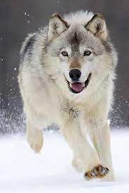 Pin By Alice On Lupine Wolf Running Animals Wild Animals Beautiful