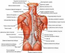 Images Of Back Muscles And Nerves Picture Of Back Muscles And Nerves Anatomy Of The Back Muscles And Lower Back Muscles Anatomy Back Muscles Muscle Anatomy