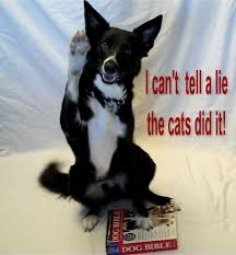 To Tell The Truth And Nothing But The Truth I Put My Left Paw On The Dog Bible And Raised My Right Paw And Swore To Tell The Truth The Whole Truth And Nothing But The Border Collie Dogs