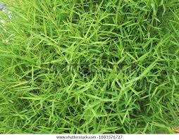 Image result for Pogonatherum paniceum