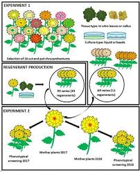Check spelling or type a new query. Frontiers Somaclonal Variation In Chrysanthemum Morifolium Protoplast Regenerants Plant Science