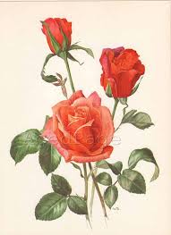 Items Similar To Vintage Floral Botanical Print Orange Rose Art Illustration Rose Series Wall Decor Mojave On E Rose Illustration Rose Art Botanical Prints