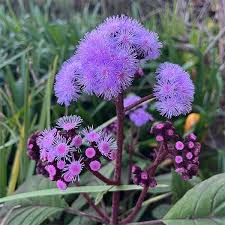 Image result for Bartlettina