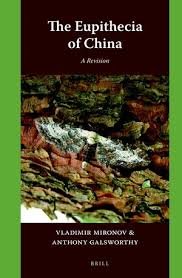 Image result for Eupithecia lanceata