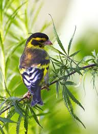 Pin On For The Birds