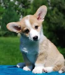 Uptown puppies offers a free puppy finder service that connects responsible, ethical breeders with responsible, ethical buyers in puppies for sale in iowa by uptown puppies. Corgi Puppies For Sale In Iowa Petfinder