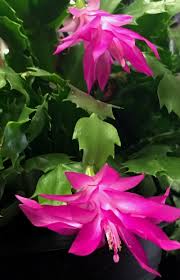 Learn about proper christmas cactus care (schlumbergera) and learn how to identify between the thanksgiving cactus, christmas cactus, and easter cactus. Enjoy Christmas Cactus Year After Year Caes Newswire