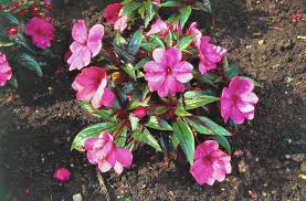 Some varieties of impatiens flowers can do well in colder climates, so choose a variety that works for you and your. What Is Causing New Guinea Impatiens To Wilt The Morning Call