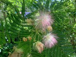 Image result for Albizia schimperiana