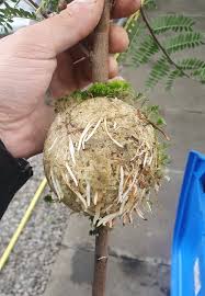 Image result for Schotia afra