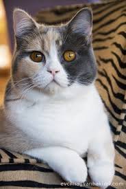 van kedisi kediler 2020 evcil hayvan bakimi beyaz kedi yavru kedi kedi evcil hayvanlar yavru kediler
