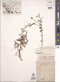 Image result for Indigofera circinella