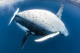 The humpback whale is one of the rorquals, a family that also includes the blue whale, fin whale, bryde's whale, sei whale, and minke whale. Head Over Heels Biographic