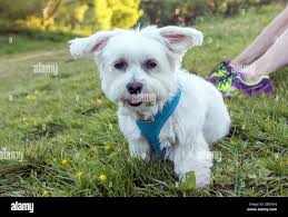 Maltese dog history hi-res stock photography and images