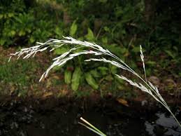 Image result for Eragrostis rogersii