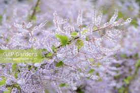 Image result for Tetradenia