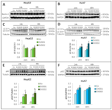 Cancers Free Full Text Anti Proliferative Effects Of An Extra Virgin Olive Oil Extract Enriched In Ligstroside Aglycone And Oleocanthal On Human Liver Cancer Cell Lines Html