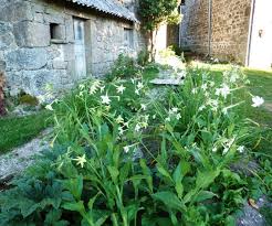 Maybe you would like to learn more about one of these? Jardin Perdu Nicotiana Sylvestris Jardin Perdu