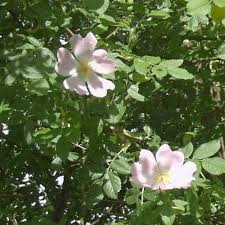 Heckenrose Canina Rosa Canina Gunstig Online Kaufen Heckenrose Hundsrose Hecke