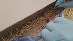 Near you 20+ pest control companies near you. Aprehend Field Study Sensci