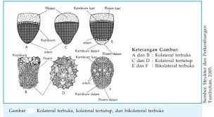 Pernyataan manakah yang paling benar mengenai gambar tersebut ? Gambar Tersebut Menunjukan Penampang Batang Dengan Tipe Berkas Pengangkut Blog Pak Pandani