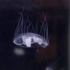 Craspedacusta Sowerbii Wikipedia