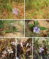 Image result for Baphia bequaertii