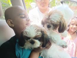 Kiwi making friends 🇬🇷 🐶🌎❤️