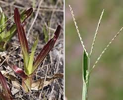 Image result for Axonopus