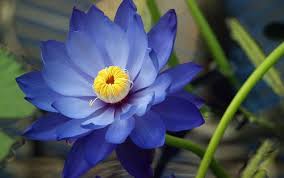The Blue Lotus Flower Is A Beautiful Flower There Are Different Meanings And Symbolisms Associated With It I Blue Lotus Flower Flower Seeds Lotus Flower Seeds