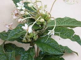 Image result for Clerodendrum capitatum