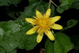 Image result for Glyphaea