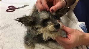 Please bring a leash or carrier with you if you intend to adopt a pet. Riverside County Department Of Animal Services Officers Seize 18 Dogs In Jurupa Valley