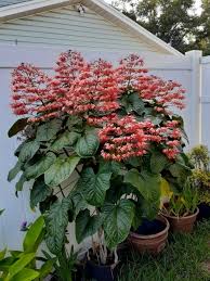 Image result for Clerodendrum umbellatum