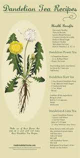 Dandelion Tea Recipes Dandelion Tea Recipe Dandelion Tea Herbalism