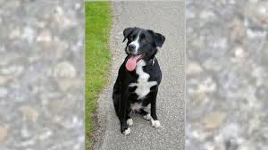 Shih tzu chihuahua mix (shi chi) sheepadoodle (old english sheepdog standard poodle mix) blue nose pitbull. Border Collie Mix Lab Meet The Borador Dog Barking Royalty