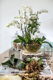 Pin By Busy Yummy Mummy On Garden Orchids In 2020 Orchid Flower Arrangements Growing Orchids Orchids