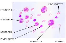 Image result for Peripheral Smear
