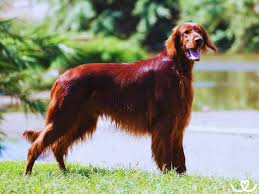 Image result for irský setr