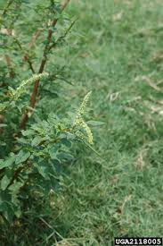 Image result for Amaranthus spinosus
